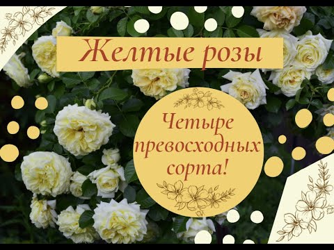 Видео: Желтые розы.  Четыре превосходных сорта!