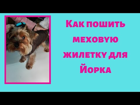 Видео: Как пошить меховую жилетку для Йорка