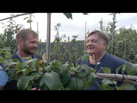 Видео: Груша на шпалере? Очень практично!