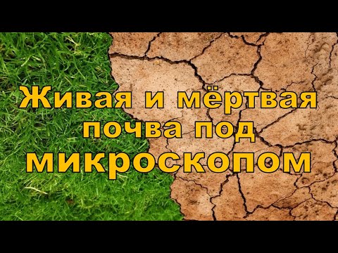 Видео: Мёртвая и живая почва - под микроскопом