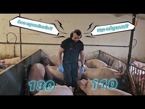 Видео: Вирощування Свиней: Свині Без Преміксів, "Сира" Соя, 180 чи 110...