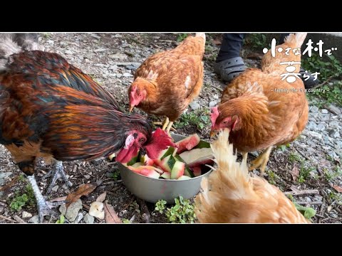 Видео: Куры и козы стекаются в пищевые отходы / Строительство козьей хижины из отходов древесины