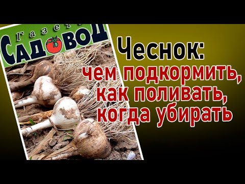 Видео: ЧЕСНОК: чем подкормить, как поливать, когда убирать