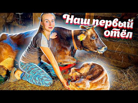 Видео: Первый Отёл НАШЕЙ КОРОВЫ! Оправданы ли Ожидания?? | Молодая Ферма