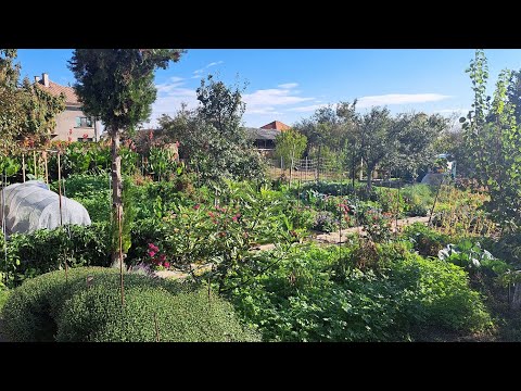 Видео: Състояние на покривните култури и зеленчуците в градината - Tony's permaculture garden