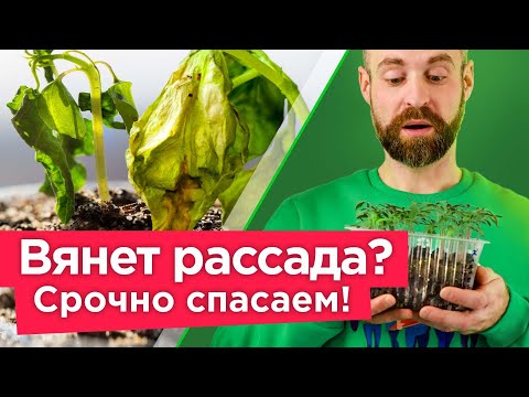 Видео: ВСЯ РАССАДА ПОГИБНЕТ за считанные дни от этих болезней! Страшные болезни рассады и как их избежать