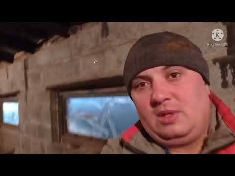 Видео: СДАЛИ СВИНЕЙ ЖИВЫМ ВЕСОМ ‼️‼️‼️ПРОДАЛ СВИНЕЙ