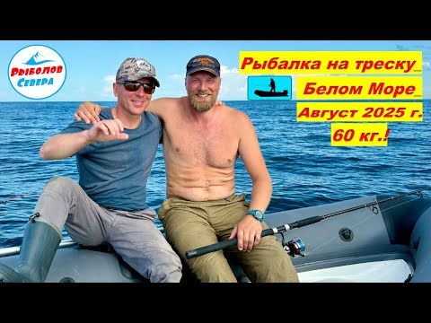 Видео: ТРЕСКА ЗУБАТКА. РЫБАЛКА НА БЕЛОМ МОРЕ (летний берег) #Рыболов_Севера #треска #зубатка