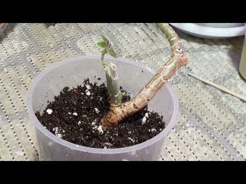 Видео: 🌺Омолаживаю старую Пеларгонию! ☘️Мощные корни на Черенках - Пересадка!🌺