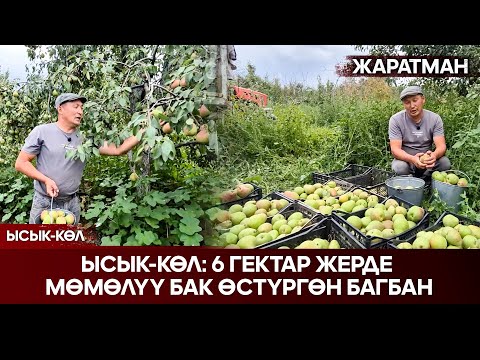 Видео: Ысык-Көл: 6 гектар жерде мөмөлүү бак өстүргөн багбан