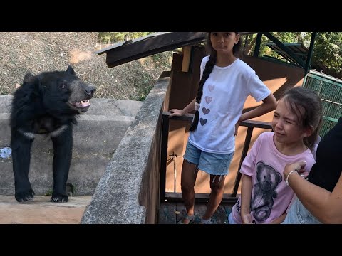 Видео: Таиланд. Паттайя. Как содержат животных в зоопарке куда не водят туристов.