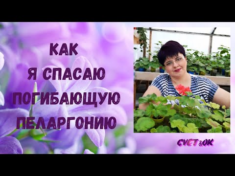Видео: КАК Я СПАСАЮ ПОГИБАЮЩУЮ ПЕЛАРГОНИЮ