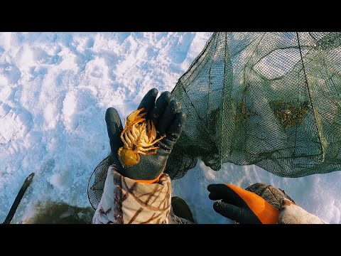 Видео: Где в Сибири Раки зимуют!?! Уловом был сильно удивлён. Ходовая охота на зайцев, тропление зайцев.