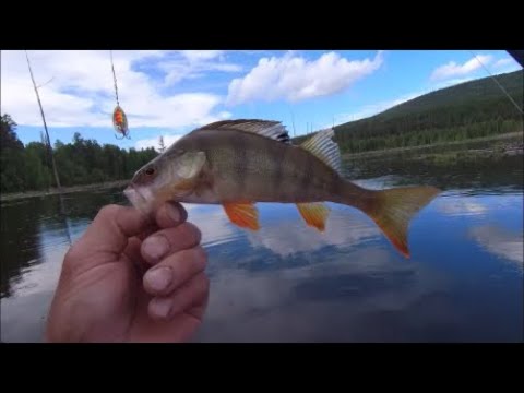 Видео: СЕДАНОВО РЫБАЛКА часть1 пробный заезд.