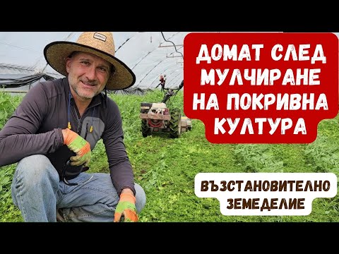 Видео: Засаждане на домат след мулчиране на покривна култура - епизод 6