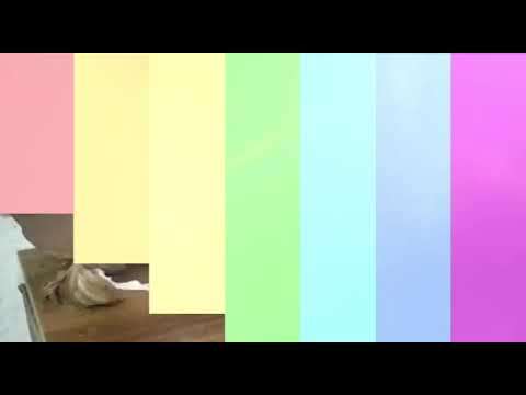 Видео: Голуби Красные (Руяны)4