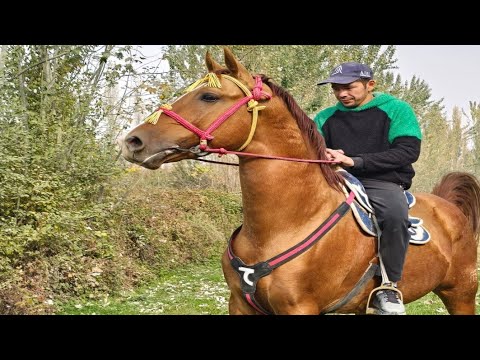 Видео: Спартак Таза Данчак🔥