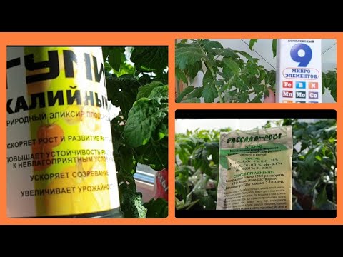 Видео: Чем подкармливаю рассаду, все секреты.Желтеют листья, чем опрыскиваю.
