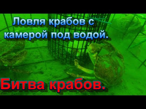 Видео: Не пропусти! Ловля крабов с камерой под водой! Битва крабов! Умные и хитрые крабы!  (на русском)