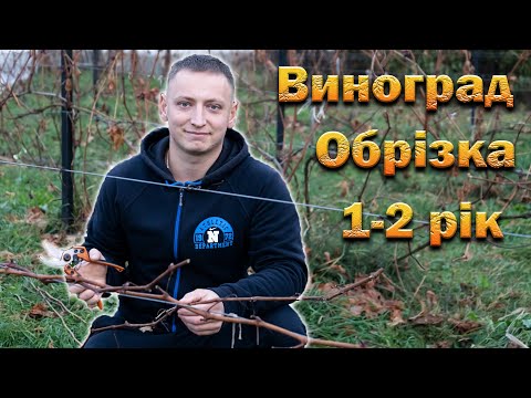 Видео: Обрізка в перші роки росту винограду