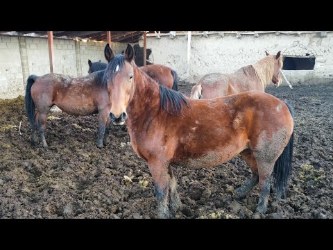 Видео: Чүй-Бишкектин ПОРОДА БЭЭлери сатылат