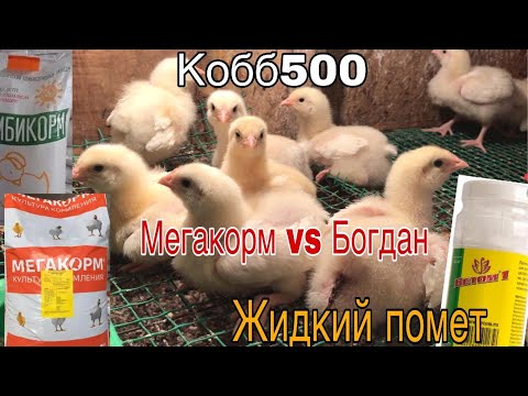 Видео: КОББ 500 10 дней. Мегакорм против Богдана. Жидкий помет.