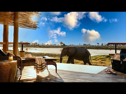 Видео: Роскошь в Африке | Eagle Island Lodge, Belmond Safari (полный тур в 4K)
