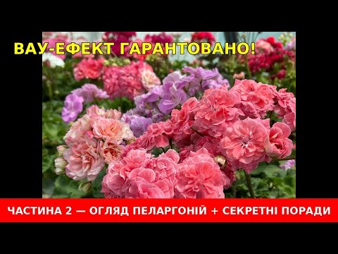 Видео: #140. Цвітіння, що зносить дах! Частина 2— показую фаворитів і ділюсь досвідом 🔥🌺
