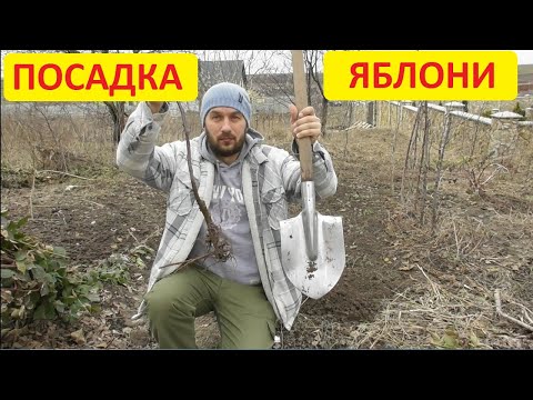 Видео: Как посадить яблоню. Инструкция для новичков - От и До