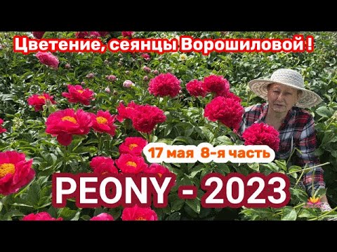 Видео: Сеянцы пионов Ворошиловой. Цветение 2023 года! Часть 8 / Сад Ворошиловой