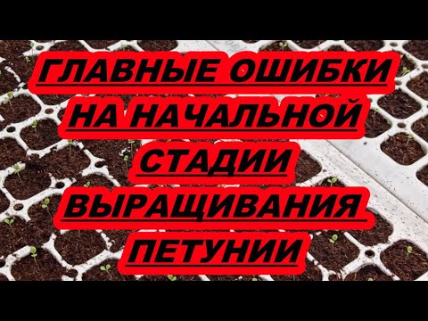 Видео: ГЛАВНЫЕ ОШИБКИ НА НАЧАЛЬНОЙ СТАДИИ ВЫРАЩИВАНИЯ ПЕТУНИИ.