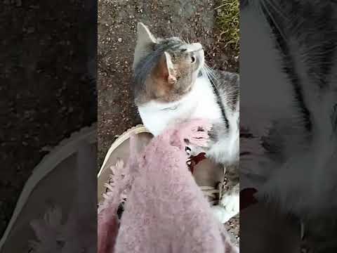 Видео: 🐱 осенняя встречка 🐈🍂