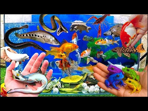 Видео: Невероятный улов: красочные аквариумные рыбки в маленьком пруду: кои, черепахи, пакманы, карпы, г...