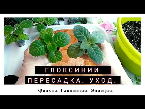 Видео: Пересадка и уход за глоксинией. Пасынки. Сеянцы.