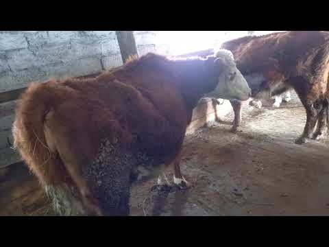 Видео: Ангус бұзау  .