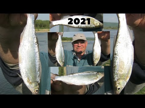 Видео: ЭТОЙ ПРОСТОЙ  ПРИКОРМКОЙ СОБЕРЕШЬ ВСЮ УКЛЕЙКУ