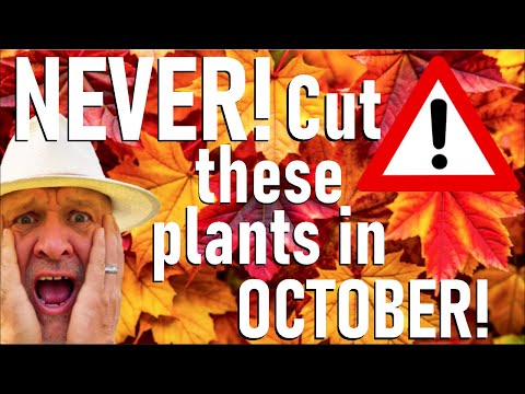 Видео: Никогда не срезайте эти растения в октябре.