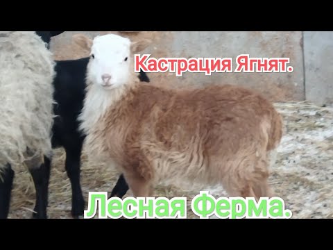 Видео: Кастрация ягнят-бескровная кастрация.