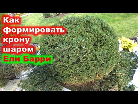 Видео: Формируем шарообразную крону ели