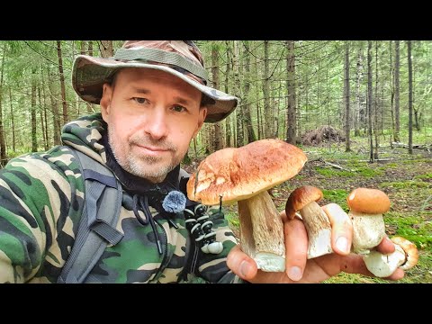 Видео: Белые грибы - много как никогда для наших мест #грибы #белыегрибы #грибочки