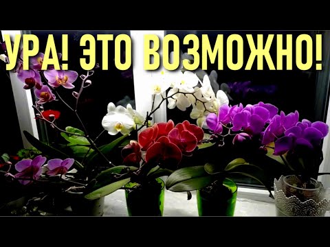 Видео: Я НЕ ВЕРИЛА! ОРХИДЕИ И НЕИСПОЛНЯЕМОЕ ЧУДО! ПУСТЬ ВЕРА В ЧУДО ВСЕГДА ОСТАЕТСЯ С ВАМИ!  РЕЗУЛЬТАТ 100👍