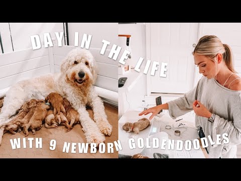 Видео: День из жизни заводчика голдендудля | 9 новорожденных щенков голдендудля
