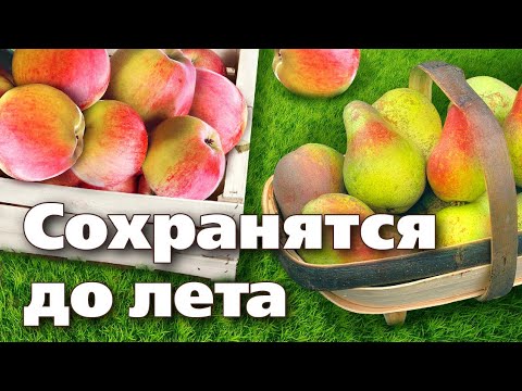 Видео: СЕКРЕТЫ ХРАНЕНИЯ ЯБЛОК И ГРУШ. Простые правила для лучшего хранения