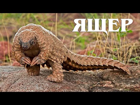Видео: Панголин: Загадочный ящер Планеты Земля | Интересные факты про панголинов
