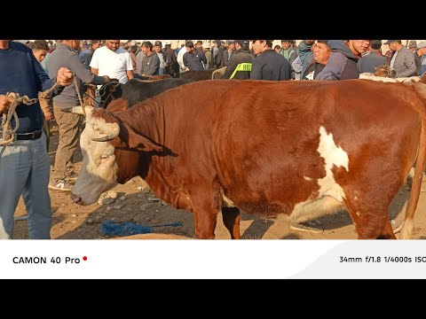Видео: МОЛБОЗОРИ ЁВОН ЧАНГУ ЧАНЧОЛ ШУД16 октября 2025 г.