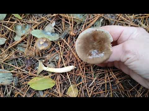 Видео: Вешенки и много других грибов в ноябрьском лесу