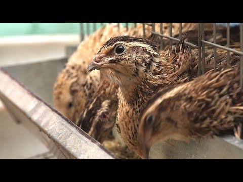 Видео: Как разводят перепелов