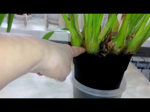 Видео: Цимбидиум- снова жёлтый красавец.
