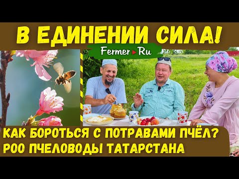 Видео: Как защитить пасеку от потрав пчёл? Аграрии VS пчеловоды. Кто прав? Опыт РОО Пчеловоды Татарстана