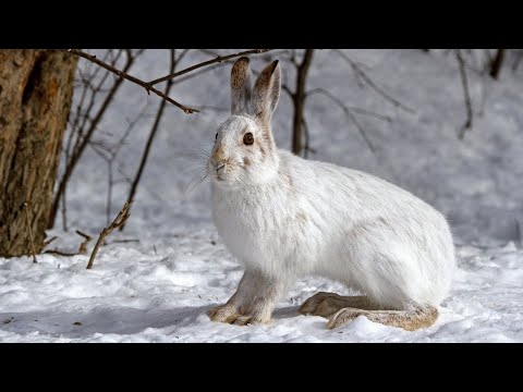 Видео: Новогодняя охота на зайца. Промахи и удачные выстрелы. Охота 2022 года